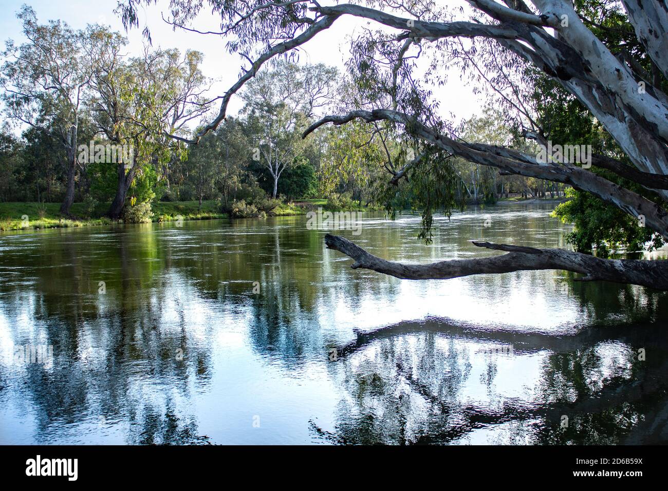 Tranquil reflections of eucalyptus gum trees in Murray River which forms state border between Victoria and New South Wales, Australia Stock Photo