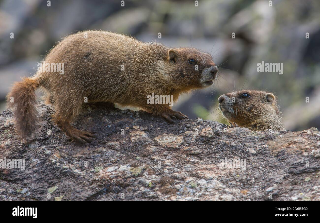 Herbivorous squirrel hi res stock photography and images Page 7 Alamy