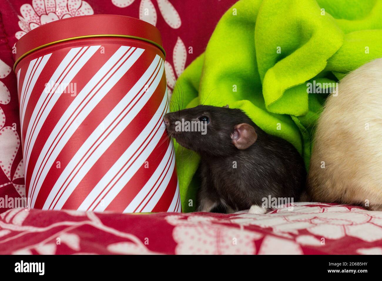 Fancy pet rats Christmas theme with gift tin Stock Photo Alamy