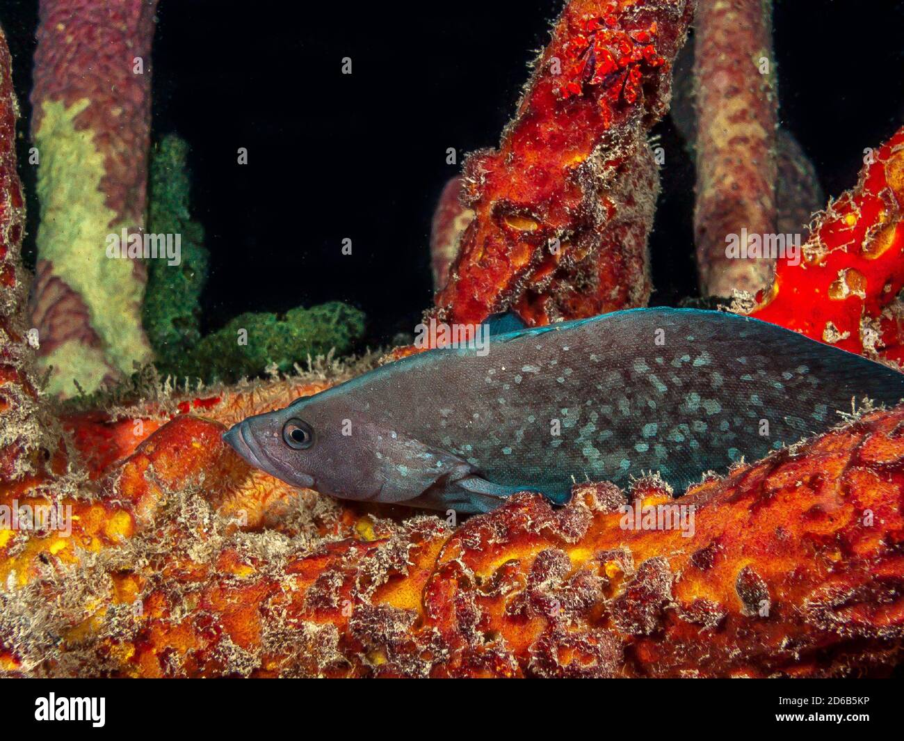 Rypticus is a genus of marine ray-finned fish, related to the groupers and classified within the subfamily Epinephelinae of the family Serranidae. soa Stock Photo