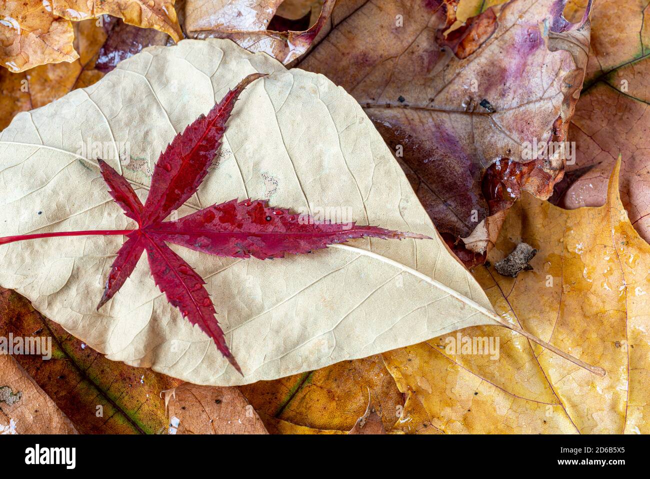 Autumn fall foliage in forest Stock Photo - Alamy