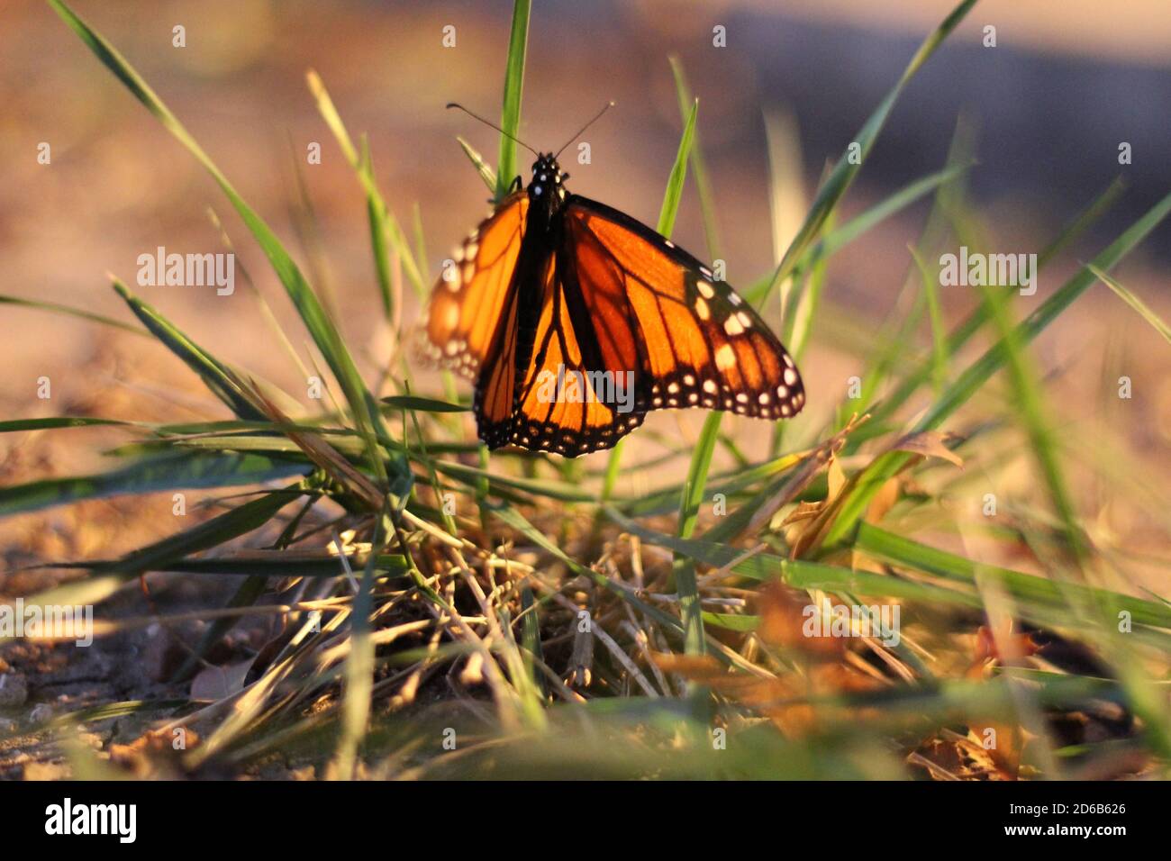 Monarch butterfly milkweed hires stock photography and images Alamy