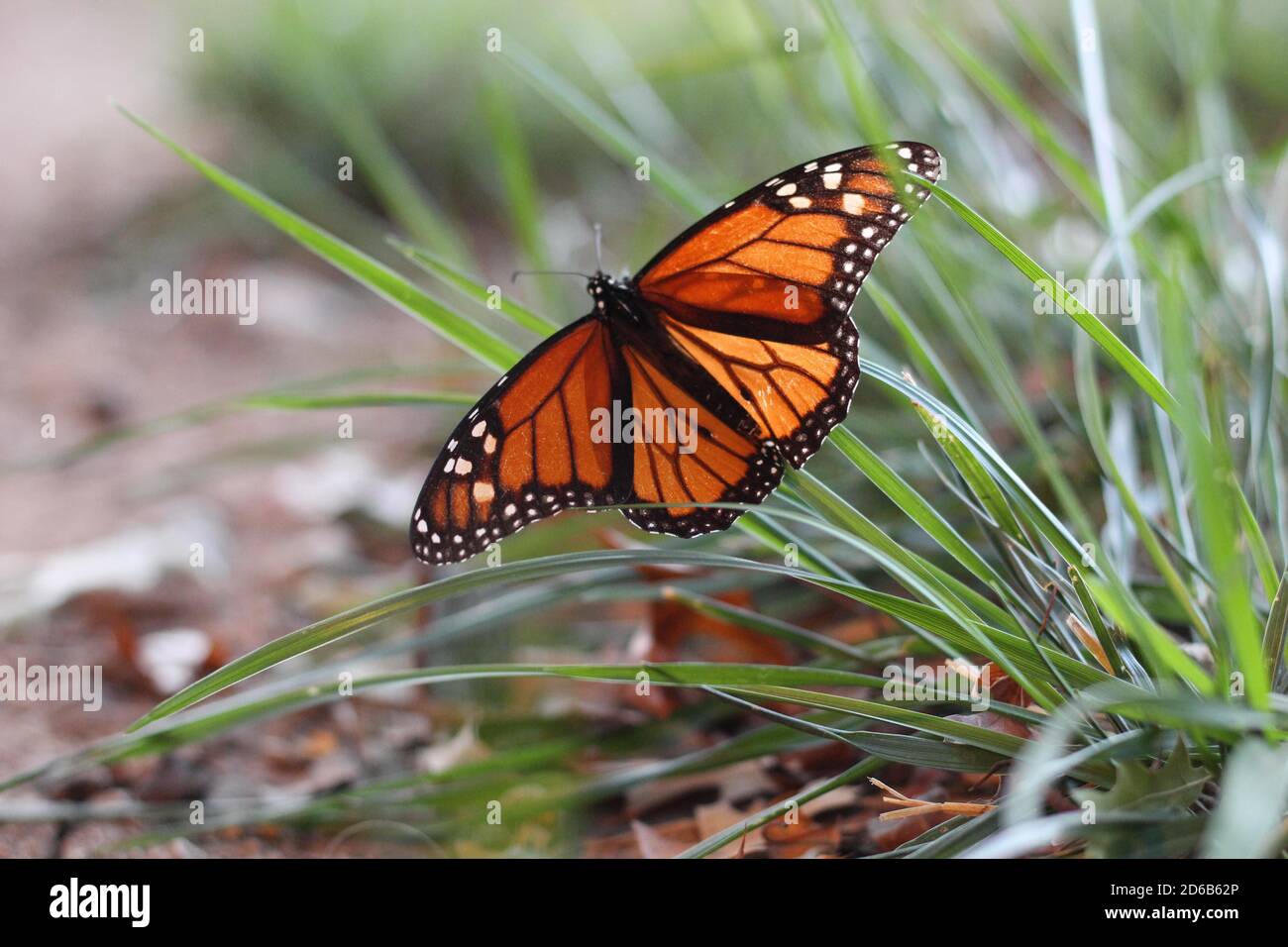 Monarch butterfly during fall migration in San Angelo, Texas Stock Photo