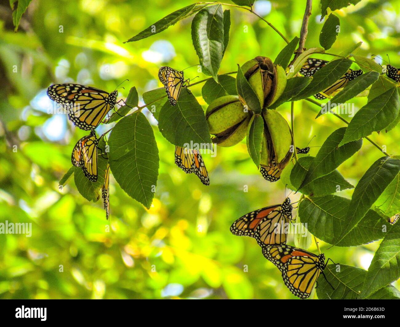 Monarch migration 2020 in San Angelo, Texas, USA Stock Photo