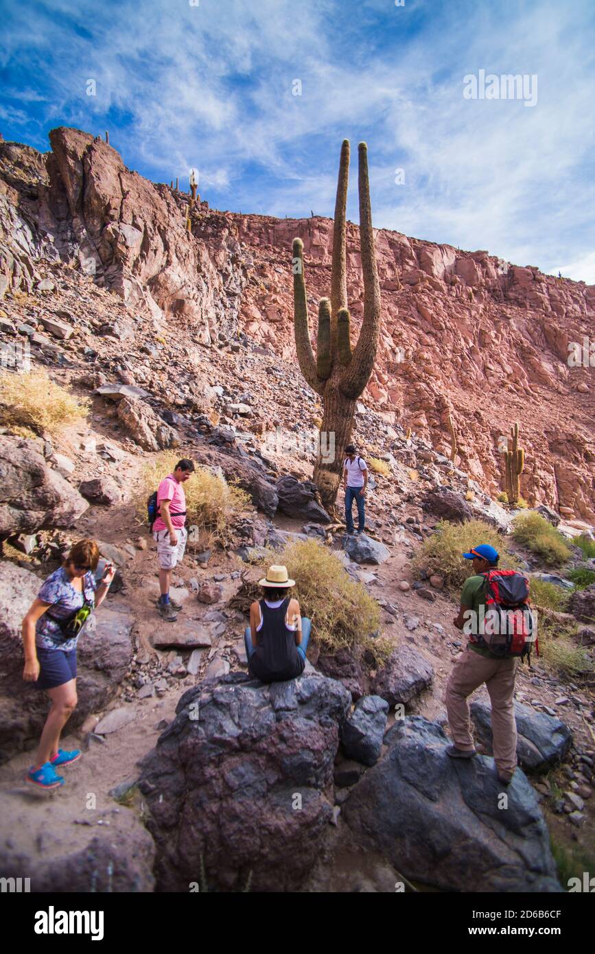 Biggest cactus (11.5m) in Cactus Valley (Los Cardones Ravine), Atacama  Desert, North Chile Stock Photo - Alamy