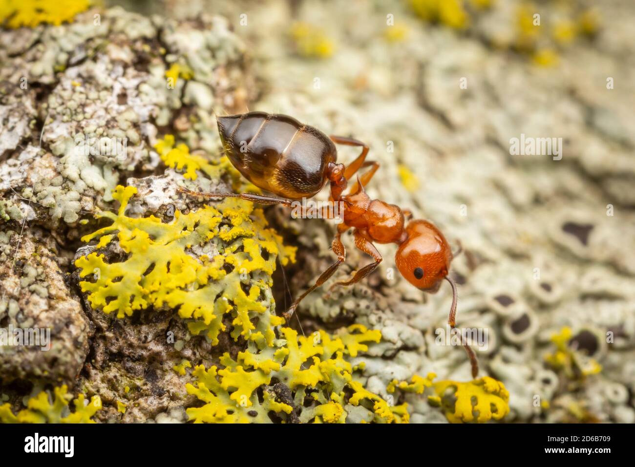An Acrobat Ant (Crematogaster laeviuscula) explores the side of a lichen covered tree. Stock Photo