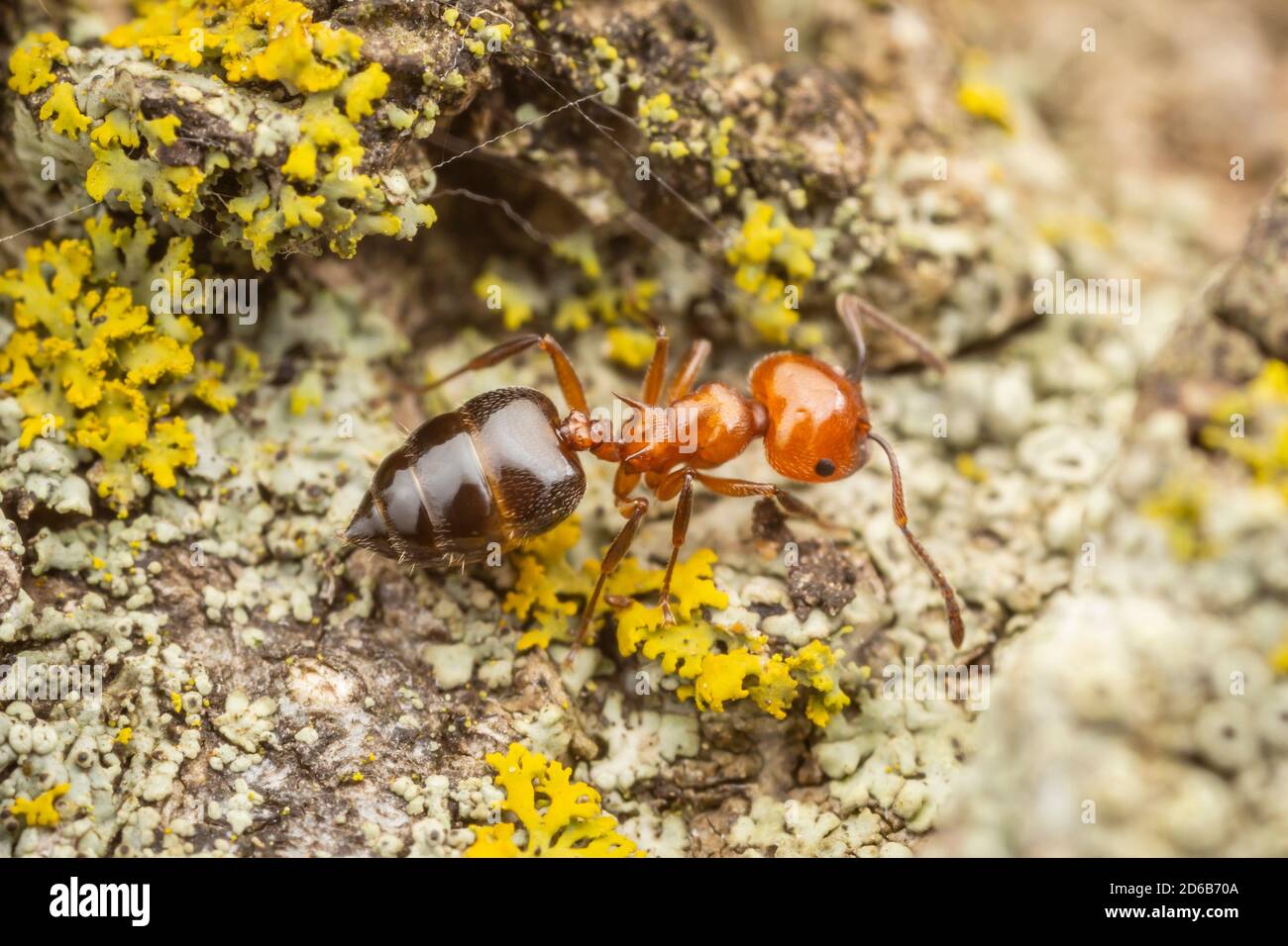 An Acrobat Ant (Crematogaster laeviuscula) explores the side of a lichen covered tree. Stock Photo