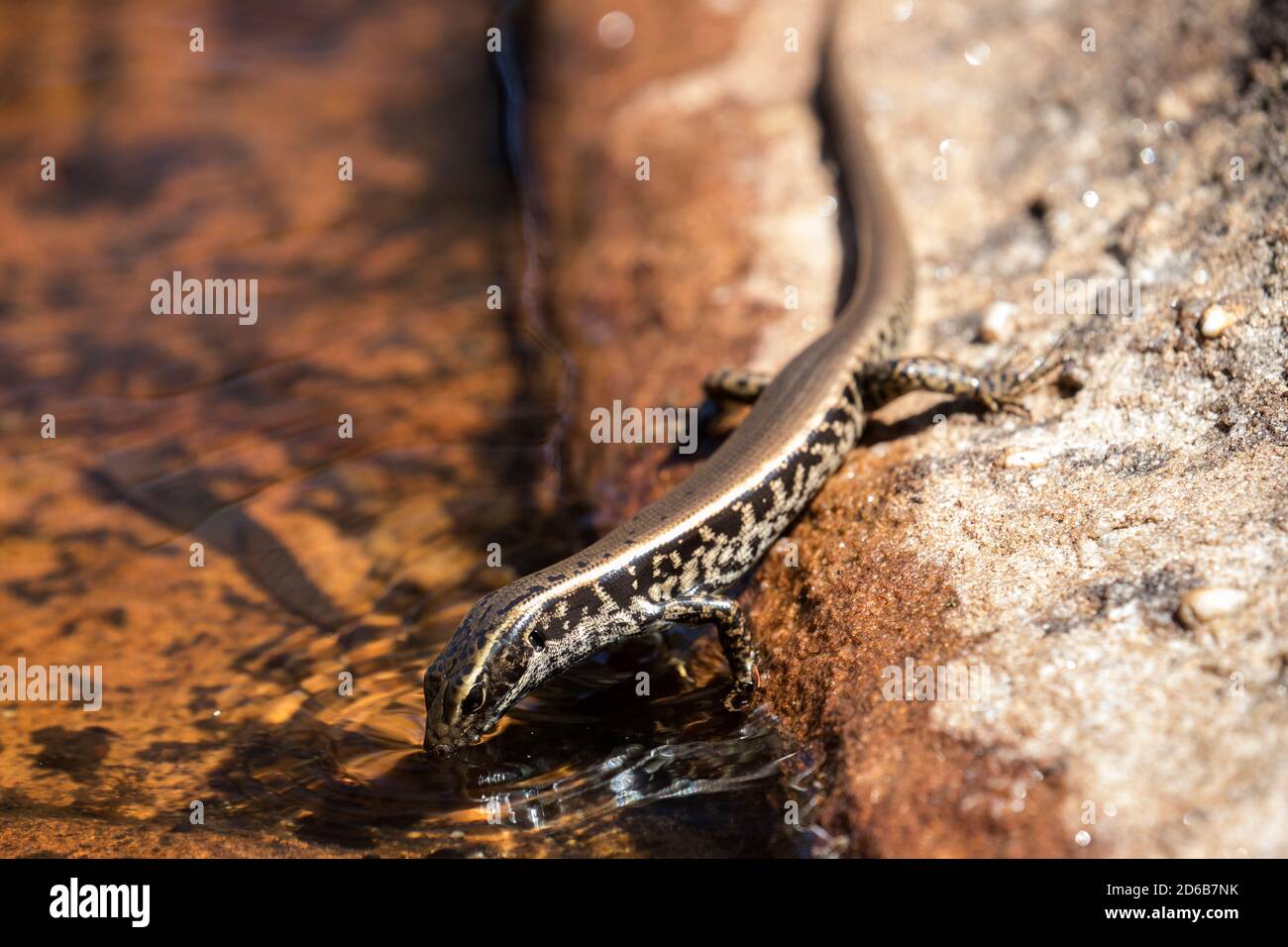 Eastern Water Skink searching and feeding on frogs eggs Stock Photo