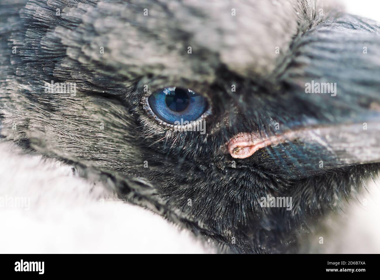 Young raven hi-res stock photography and images - Alamy