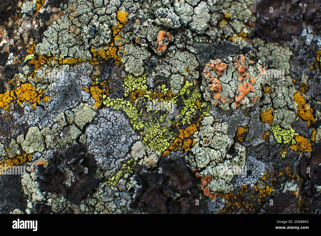 The Texture Of Moss And Lichen Map Another World Stock Photo Alamy