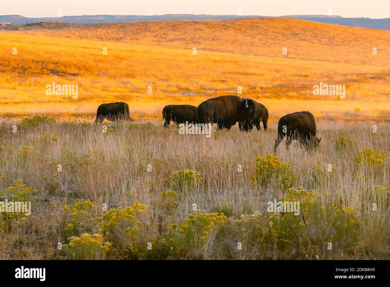 American bison herd in the golden rolling hills in autumn, Utah Stock ...