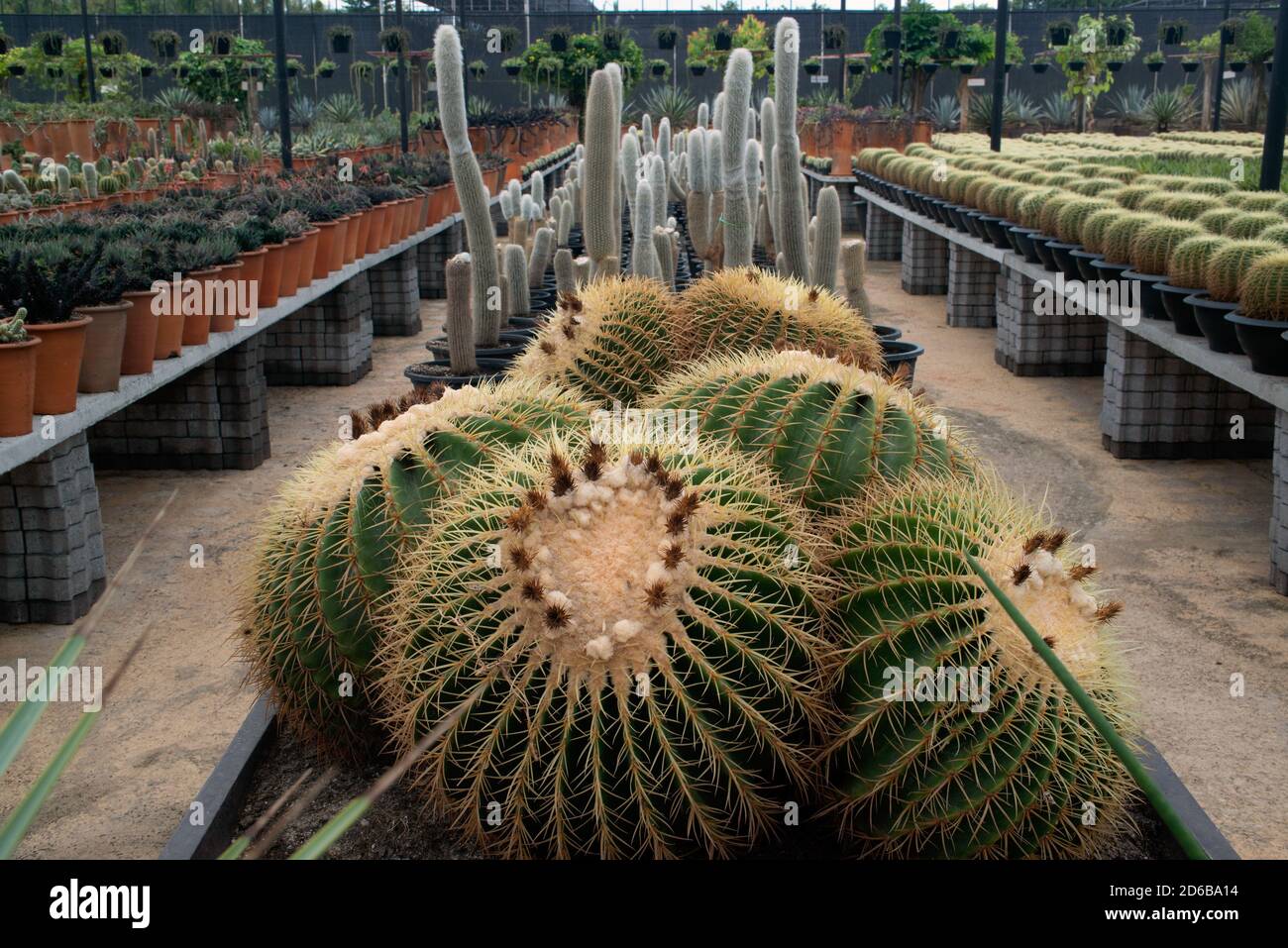 Thorn cactus plantation with many cactus background Stock Photo Alamy