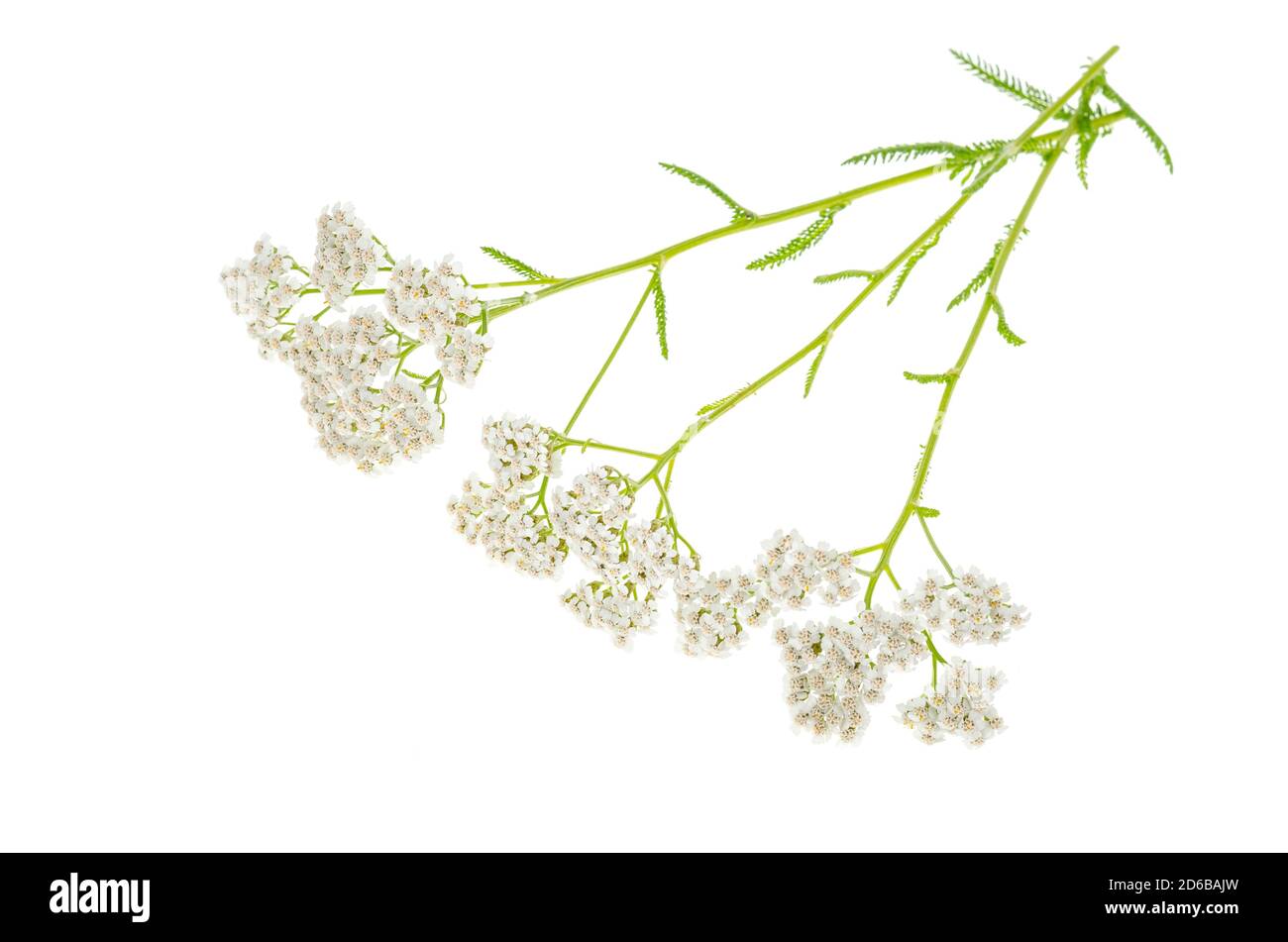 Stem with white inflorescence Achillea millefolium Stock Photo