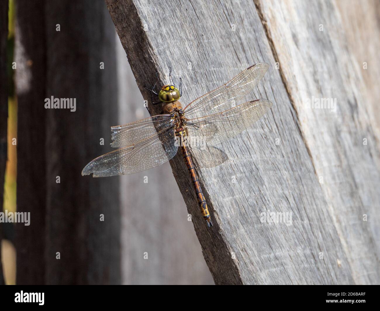 Fierce Insect A fierce and beautiful insect predator, the dragonfly, Australian ...