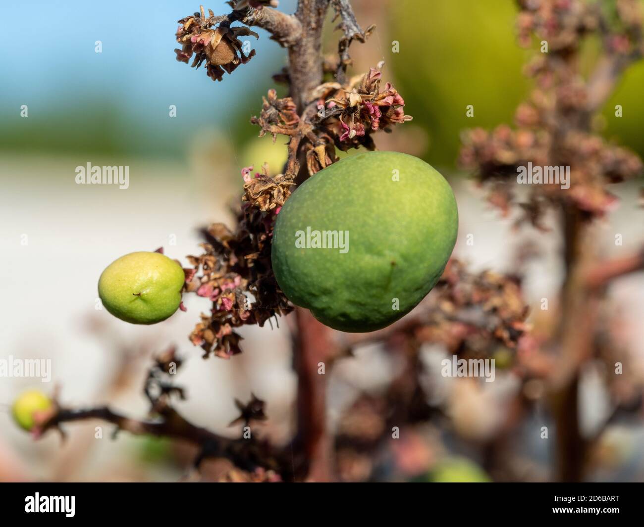 Early stages, green Mango fruits growing on a tree Stock Photo Alamy