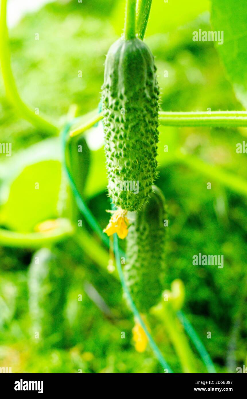 Vegetable gherkin branch green hires stock photography and images Alamy