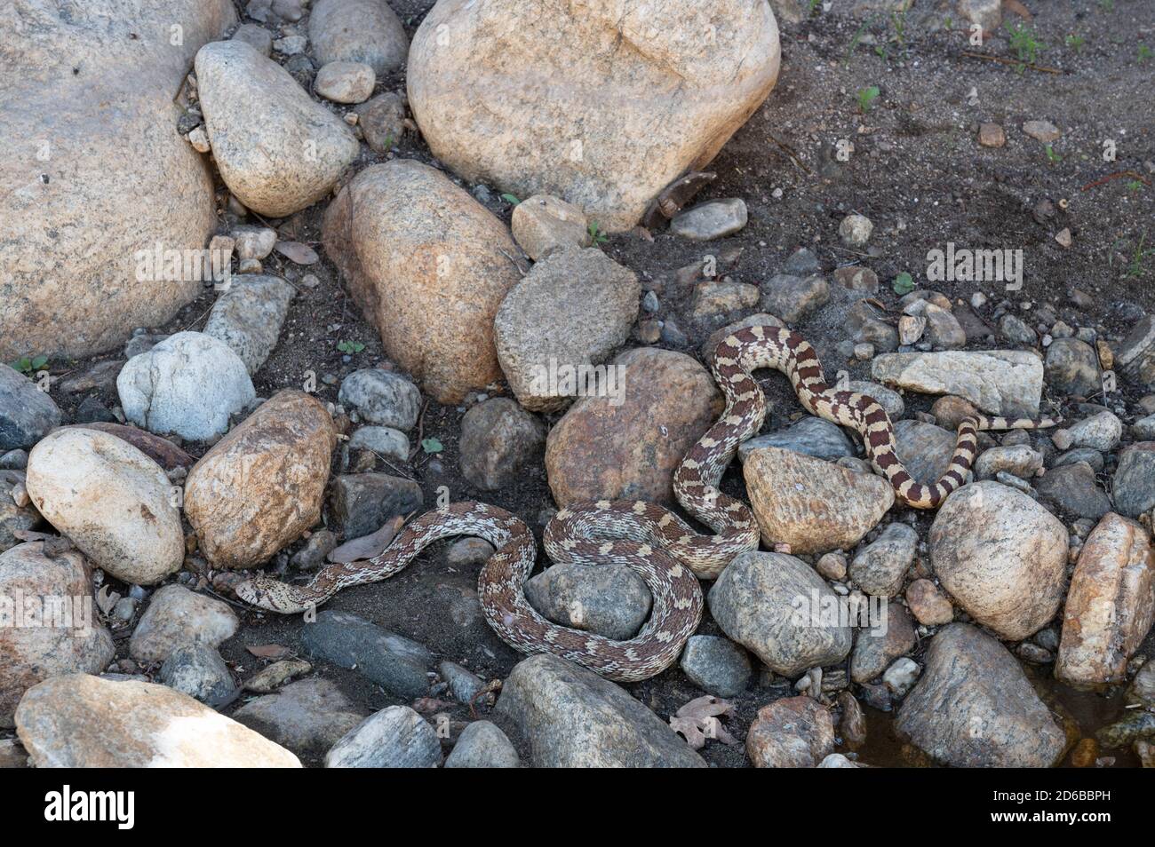Sonoran Gopher Snake, (Pituophis catenifer affinis), Graham co