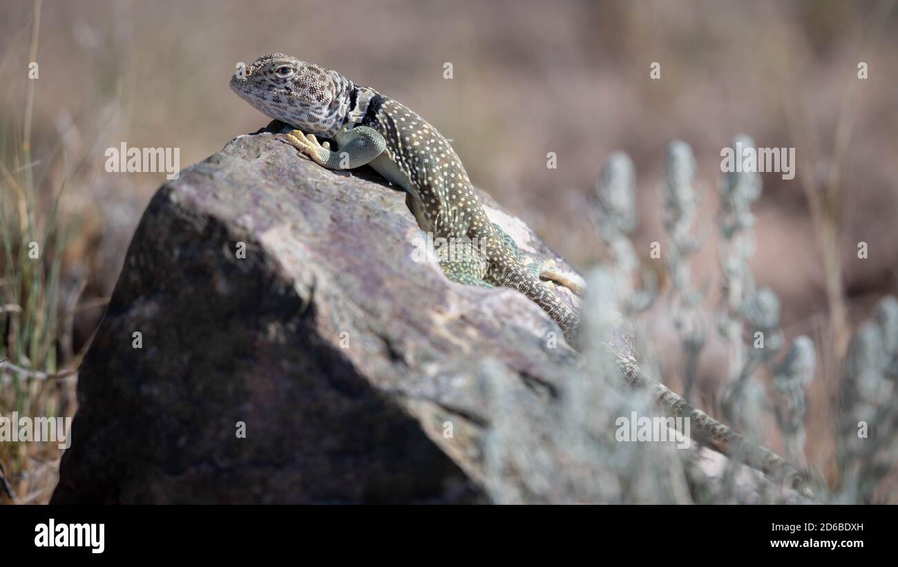 Eastern Collared Lizard, (Crotaphytus collaris), Socorro co., New Mexico, USA. Stock Photo