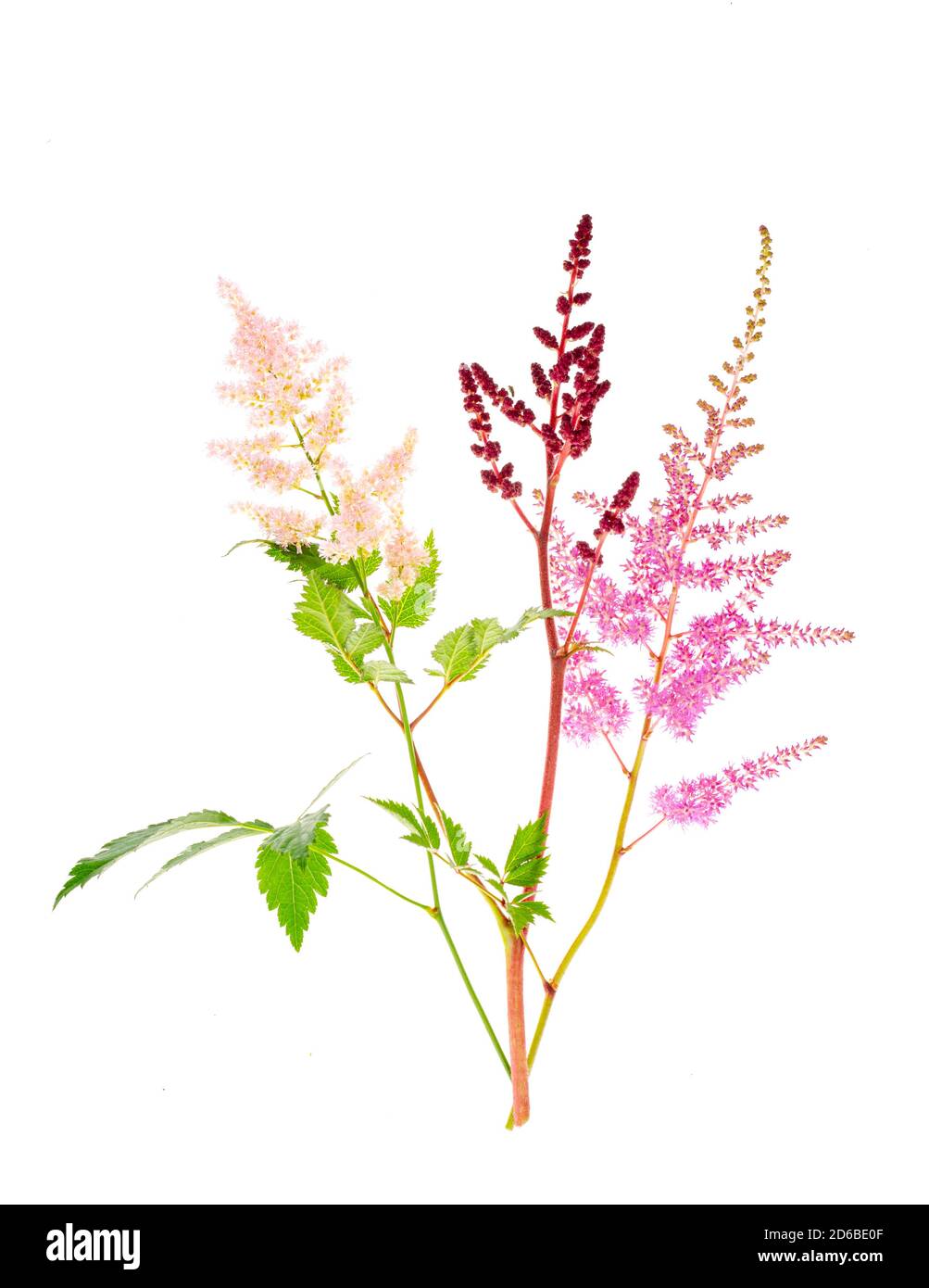 Colorful flowers and leaves of Astilbe. Photo Stock Photo