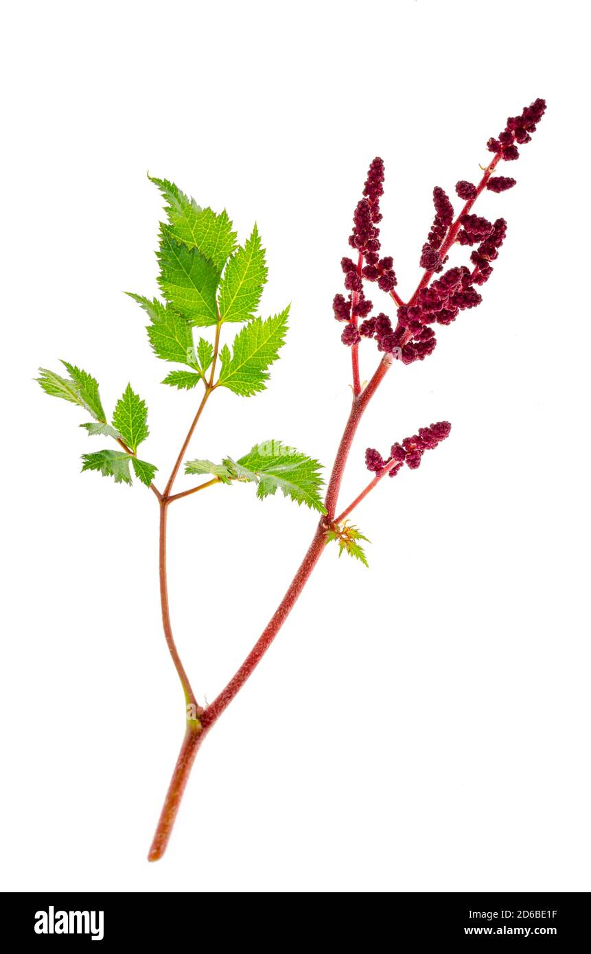 Colorful flowers and leaves of Astilbe. Photo Stock Photo - Alamy