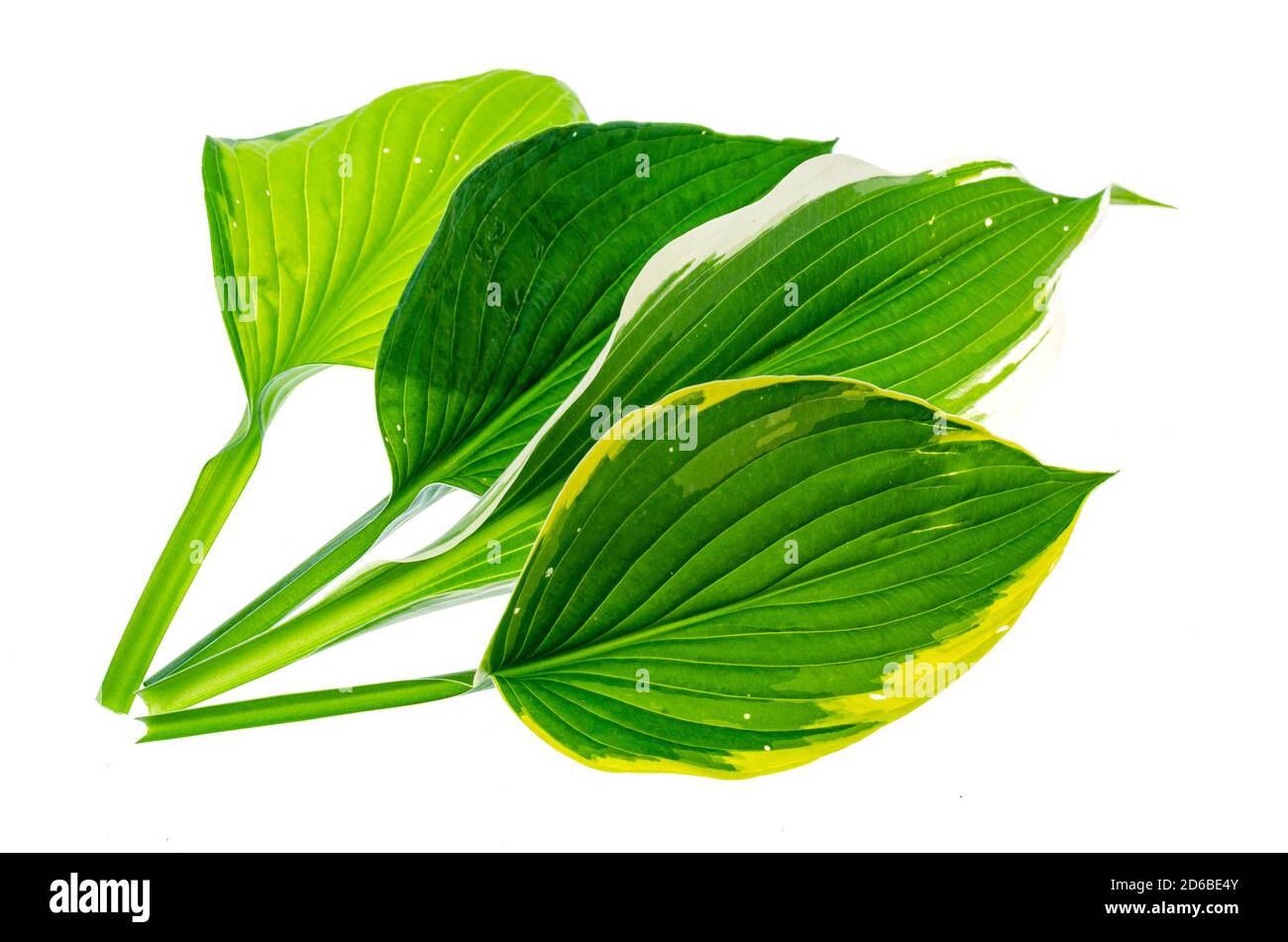 Green Hosta flowers and leaves. Studio Photo Stock Photo - Alamy