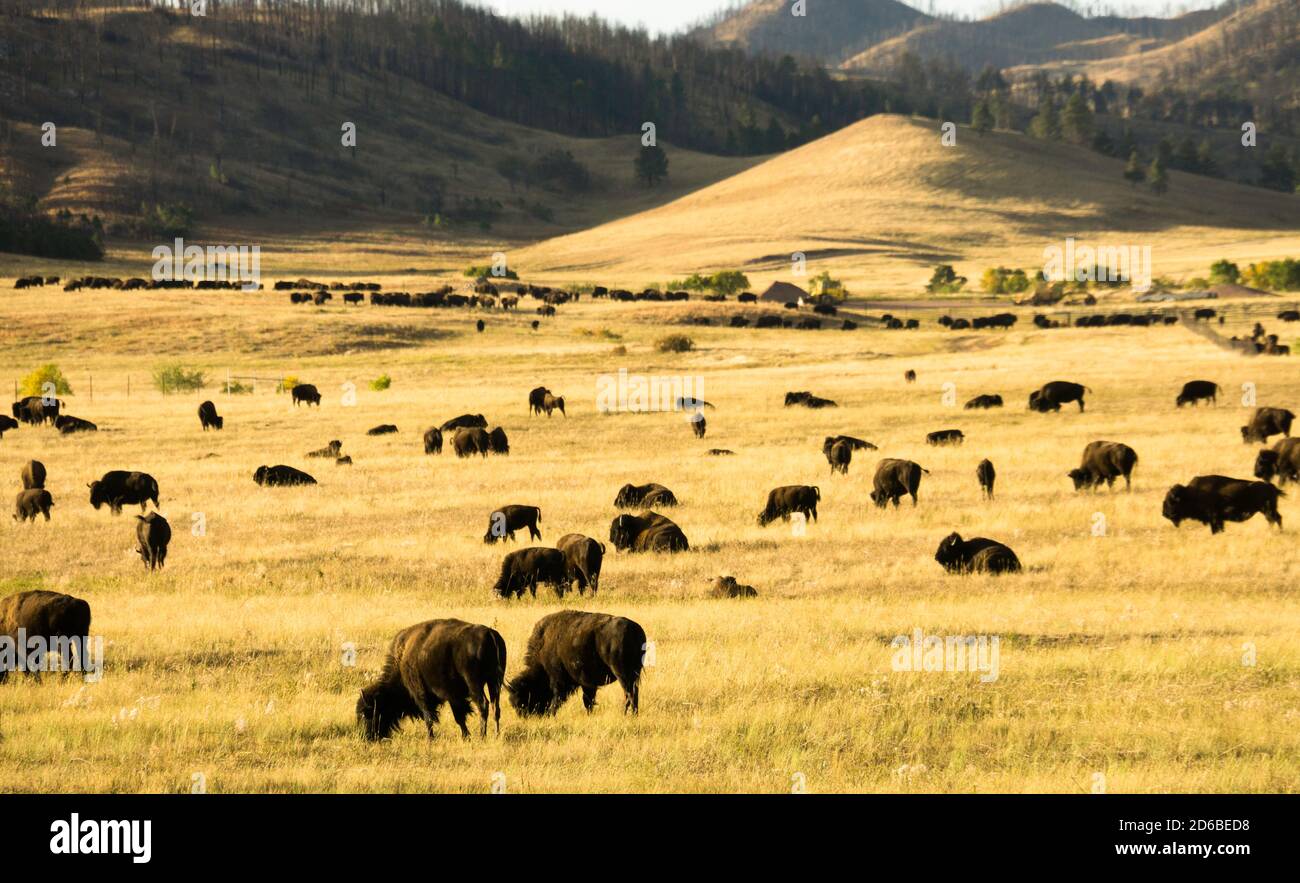 Buffalo Herd at Custer State Park Stock Photo