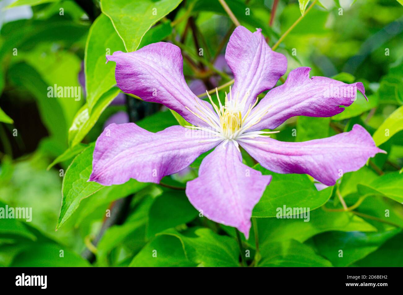 Lilac clematis flowers on background of green bush Stock Photo