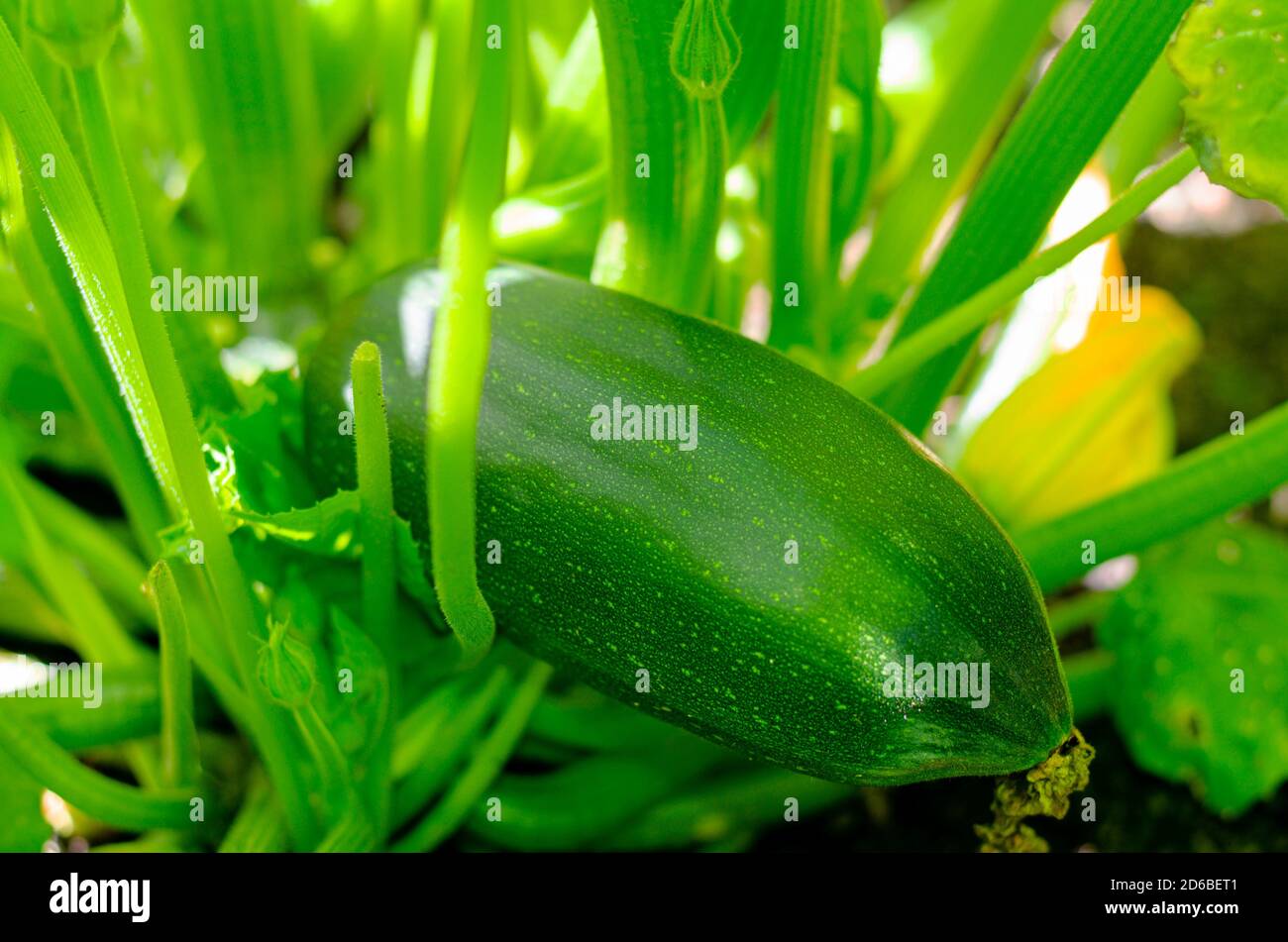 fruit of zucchini squash grows on bush Stock Photo Alamy