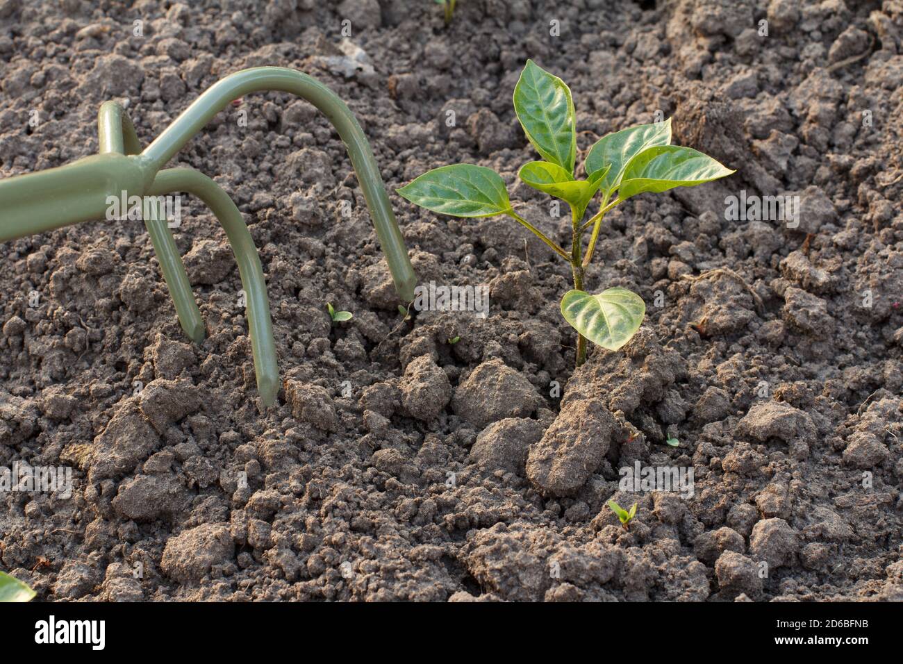 Loosening soil around young bell pepper bush using a small hand garden