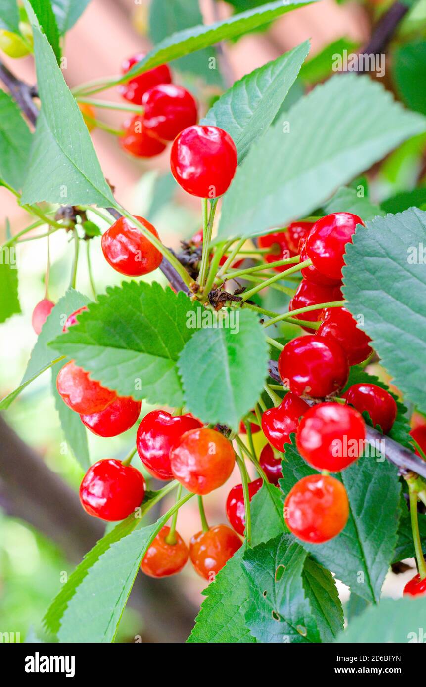 Cherries ripen on tree hi-res stock photography and images - Alamy