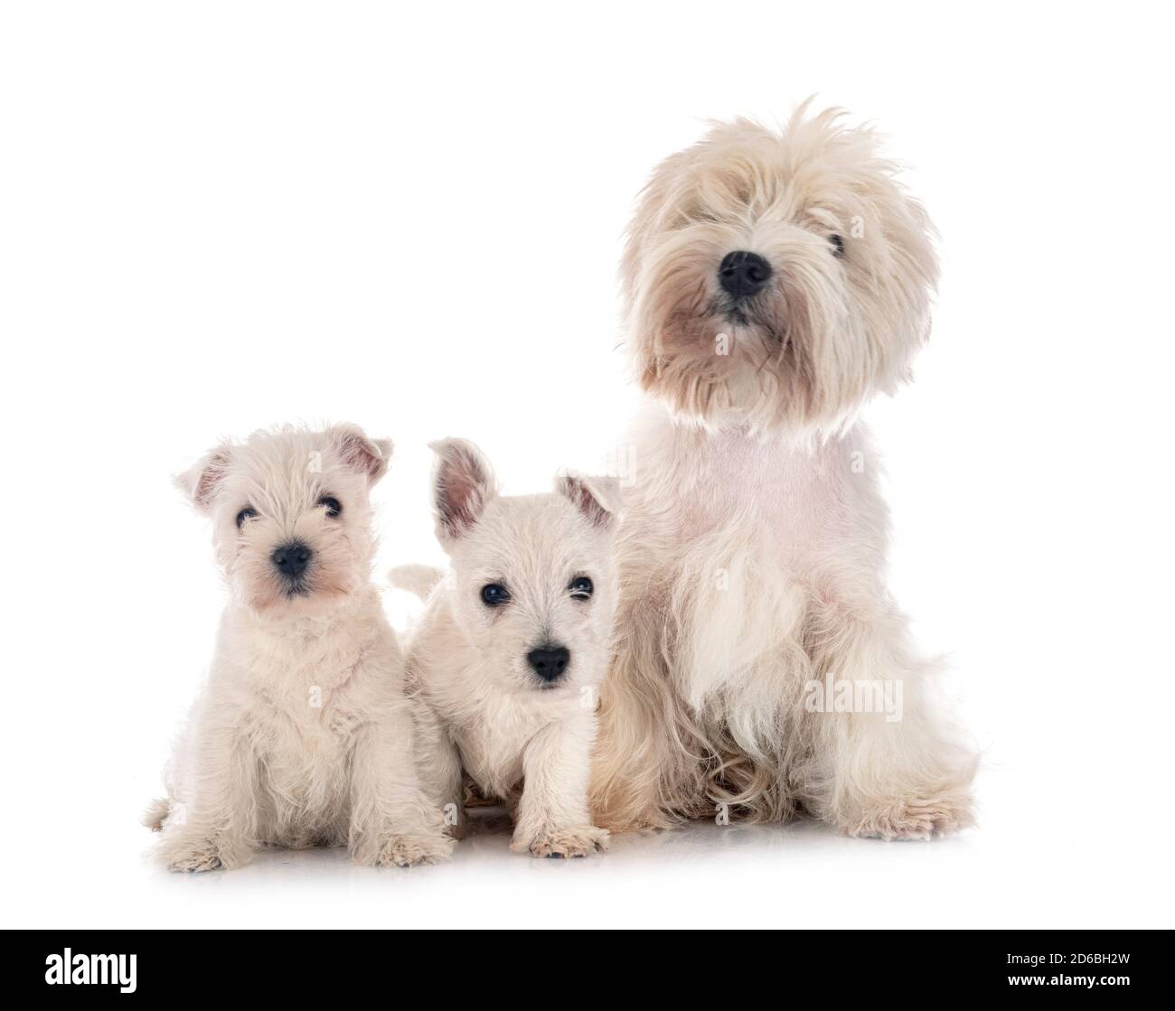 How Much Should My Westie Weigh