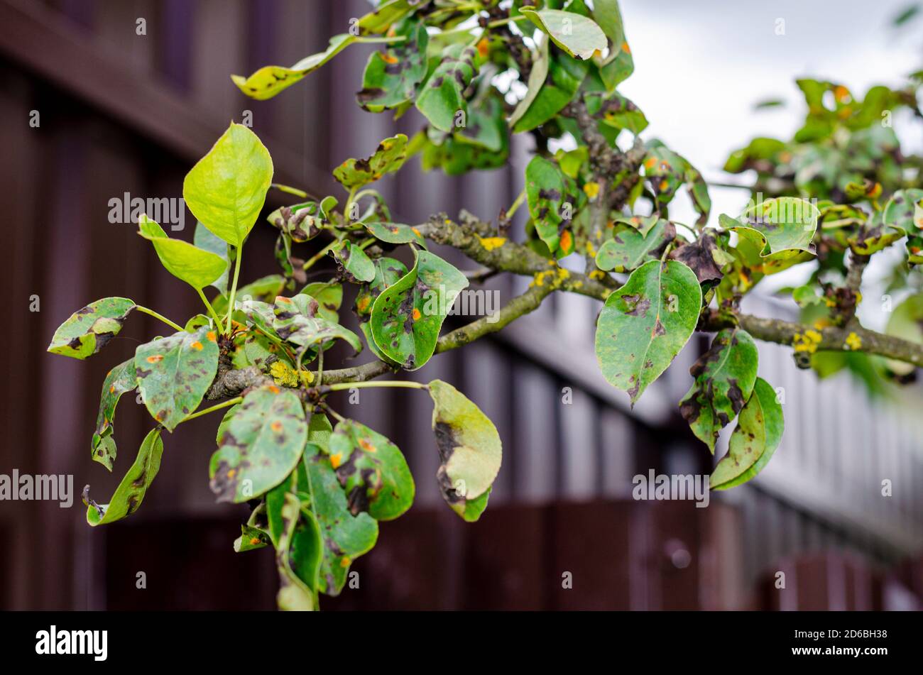 Leaves of fruit trees affected by fungal diseases Stock Photo