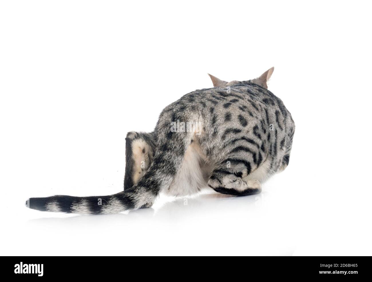 bengal cat in front of white background Stock Photo