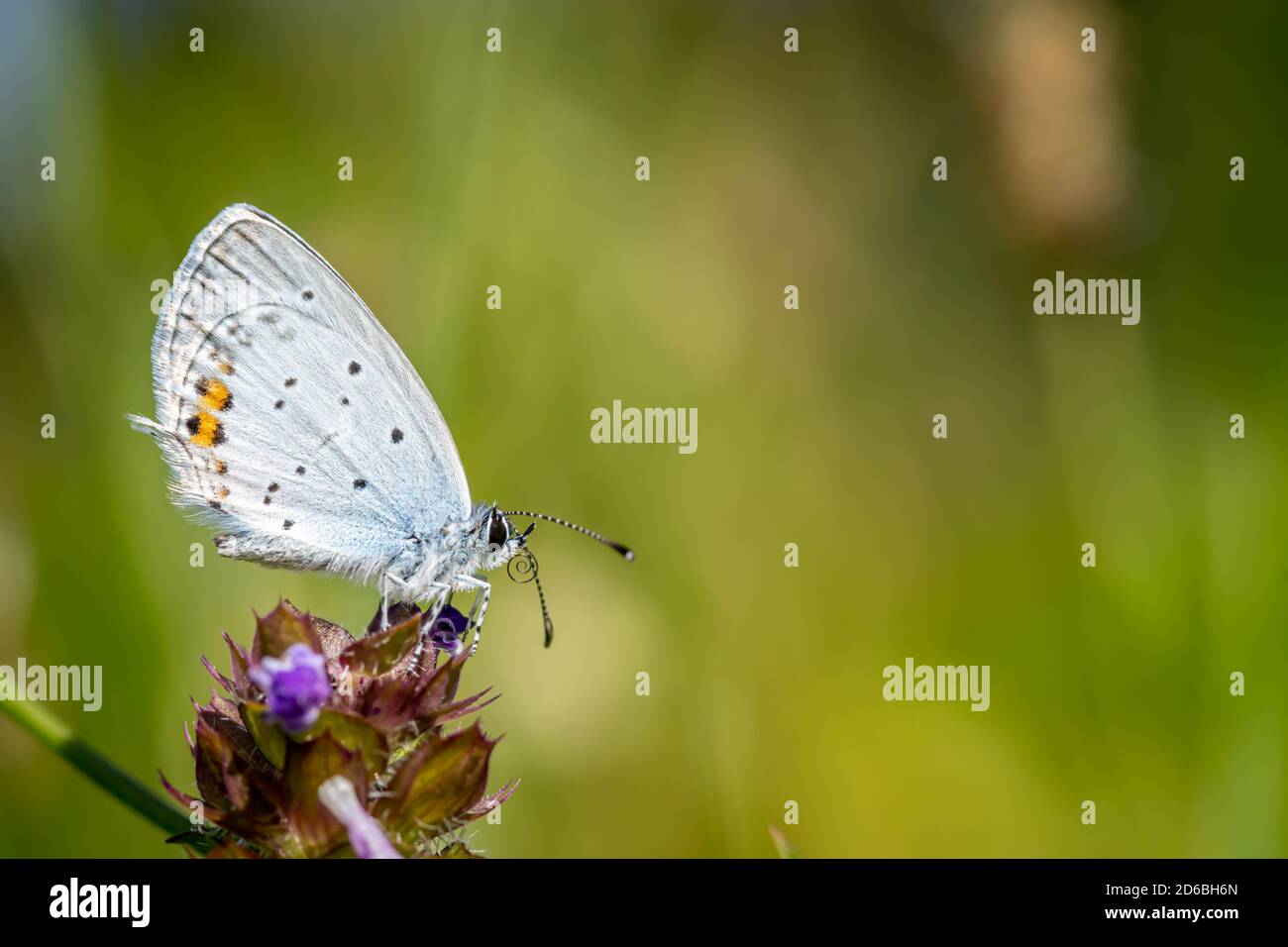 Short-tailed blue or tailed Cupid (Cupido argiades) on a flower in a meadow Stock Photo