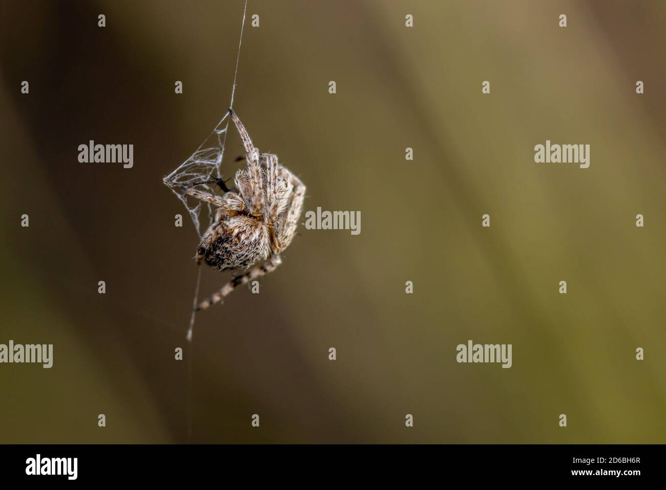 Small European garden spider (Araneus diadematus) in the garden Stock