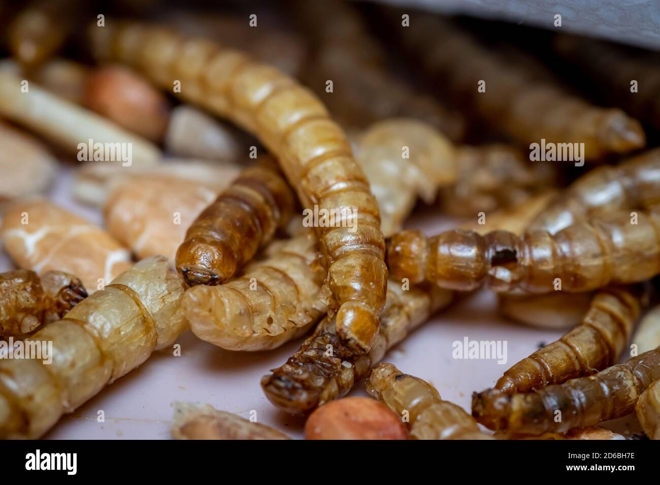 Dried Yellow mealworm (Tenebrio molitor) beetle larvae - bird food Stock  Photo - Alamy