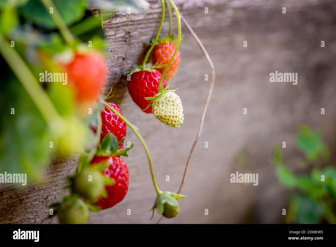 Unripe wild strawberry hi-res stock photography and images - Alamy