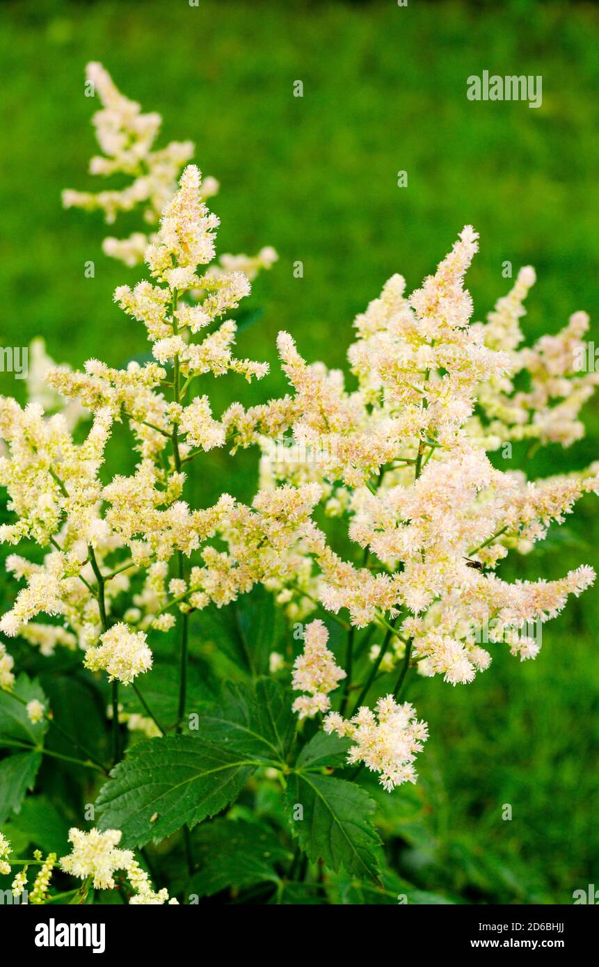 Colorful flowers and leaves of Astilbe. Photo Stock Photo - Alamy