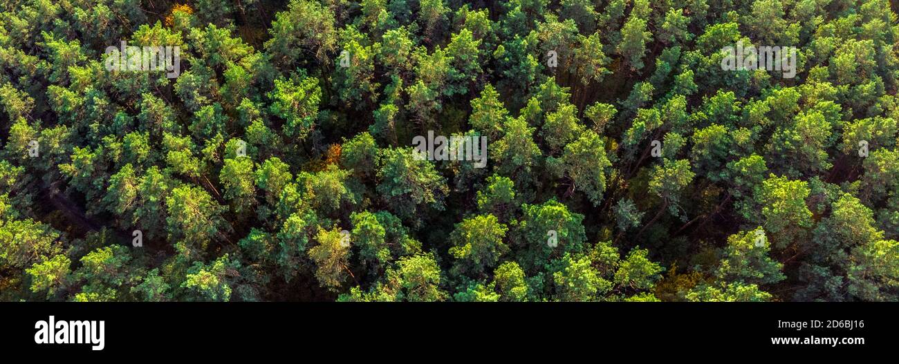 Aerial view evergreen pine forest hi-res stock photography and images ...