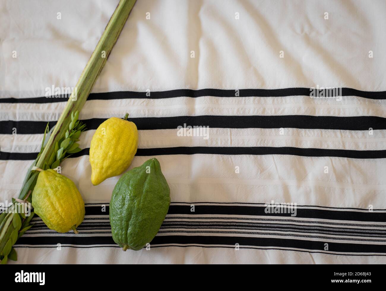 Traditional symbols (The four species): Etrog, lulav, hadas, arava. Against the background of a tallit, On the Jewish holiday of Sukkot Stock Photo