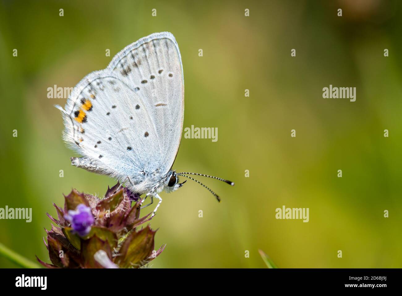 Short-tailed blue or tailed Cupid (Cupido argiades) on a flower in a meadow Stock Photo
