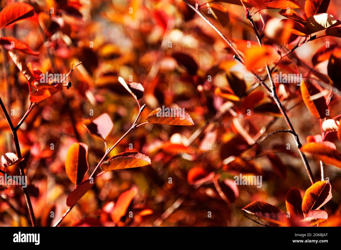 Beautiful golden red autumn leaves hi-res stock photography and images ...