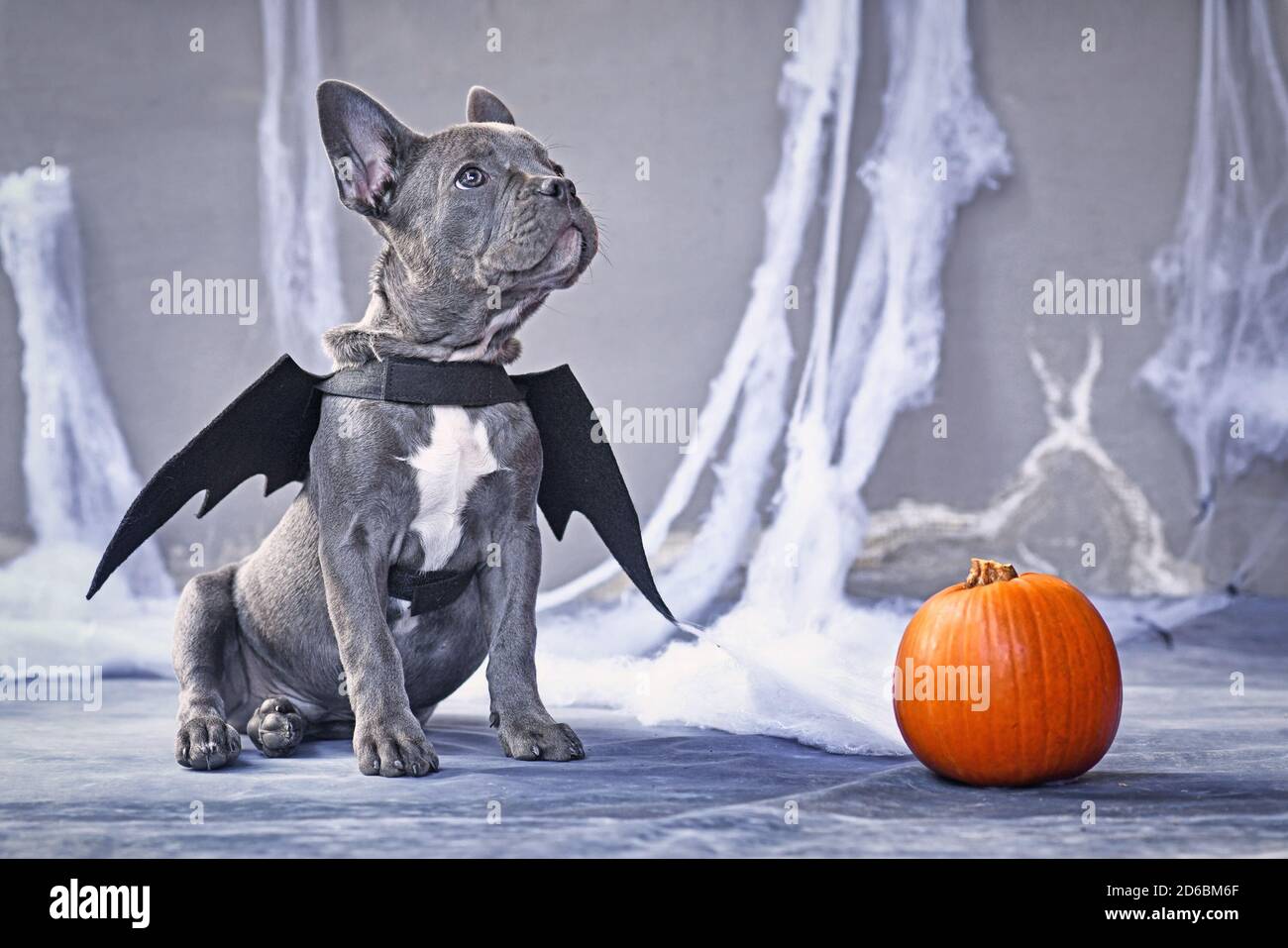 French Bulldog dog wearing halloween bat costume wings sitting next to