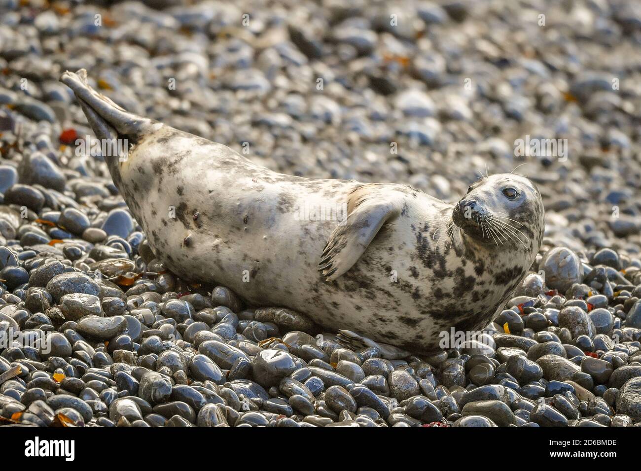 Seal pups feeding hi-res stock photography and images - Alamy