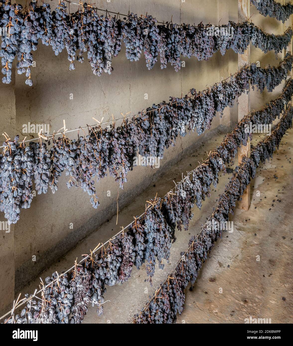Bunches of black grapes are hung in long rows to wither, for the production of the famous vin santo, Tuscany, Italy Stock Photo