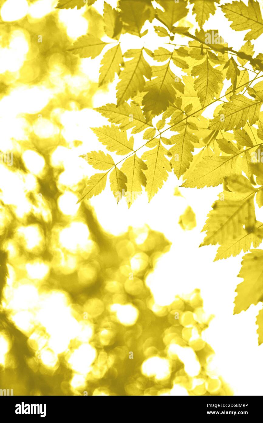 Branch yellow leaves background hi-res stock photography and images - Alamy