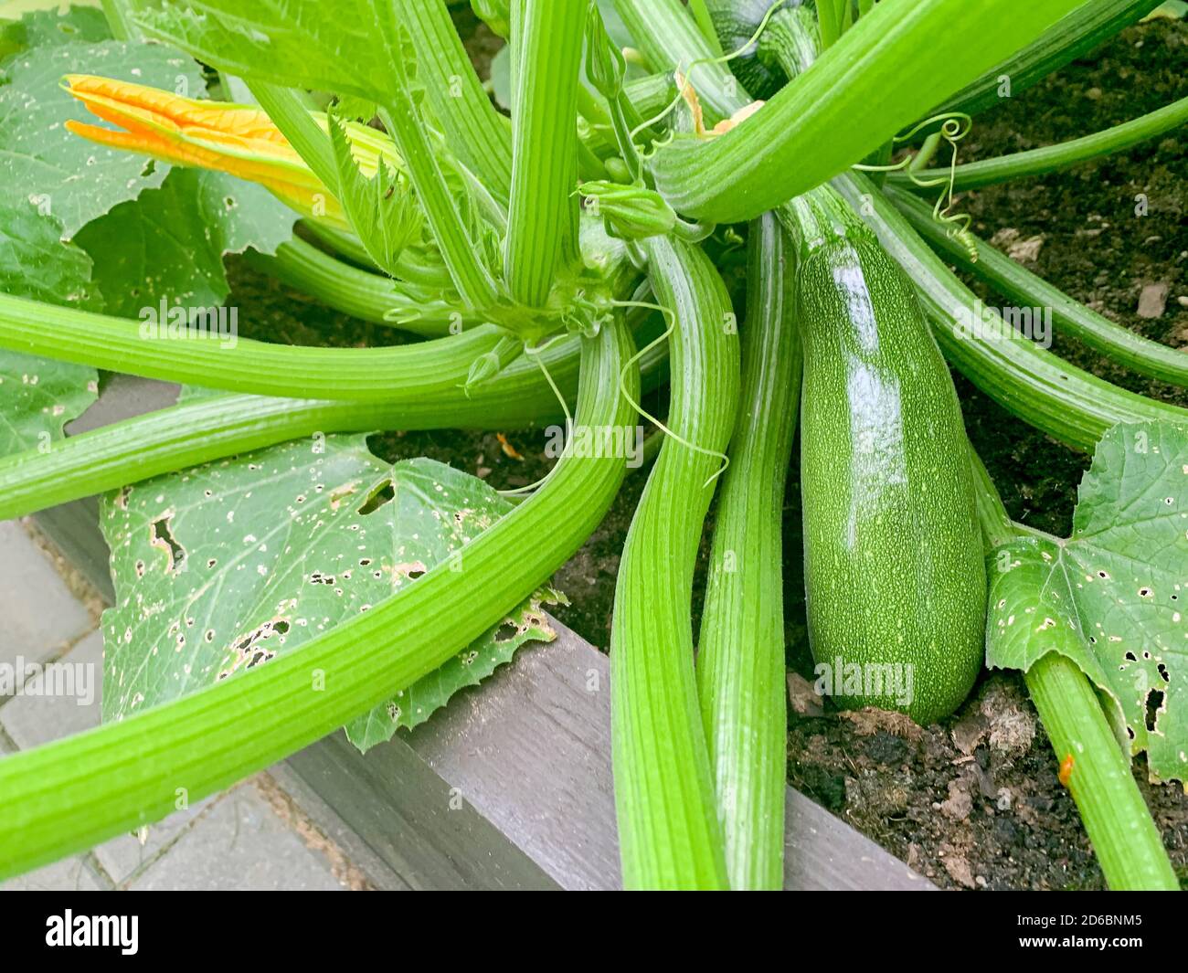 fruit of zucchini squash grows on bush Stock Photo Alamy