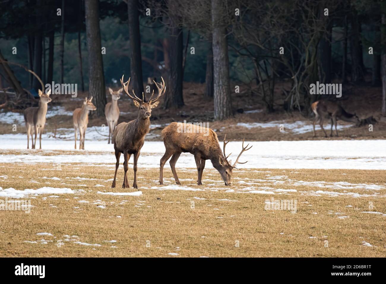 Herd of red deer standing on meadow in winter. Stock Photo