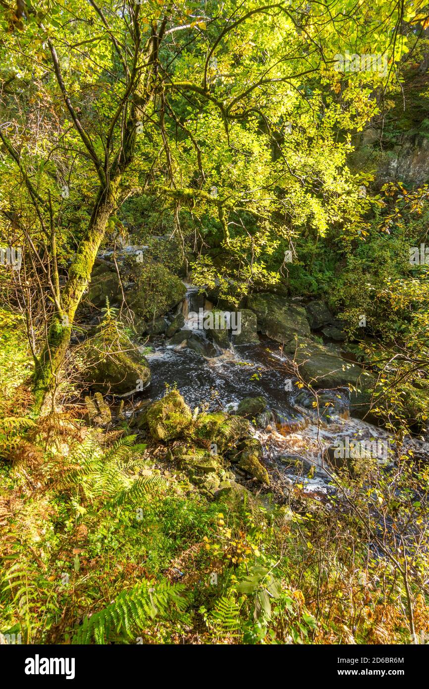 Hareshaw Burn seen on walk to Hareshaw Linn near Bellingham in Northumberland, England, UK Stock Photo