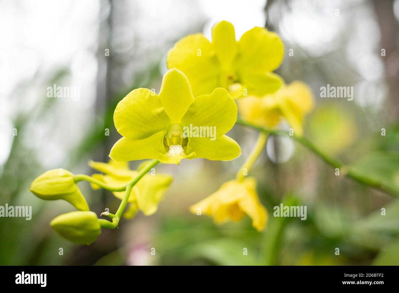 beautiful yellow green  Phalaenopsis orchid flowers Stock Photo